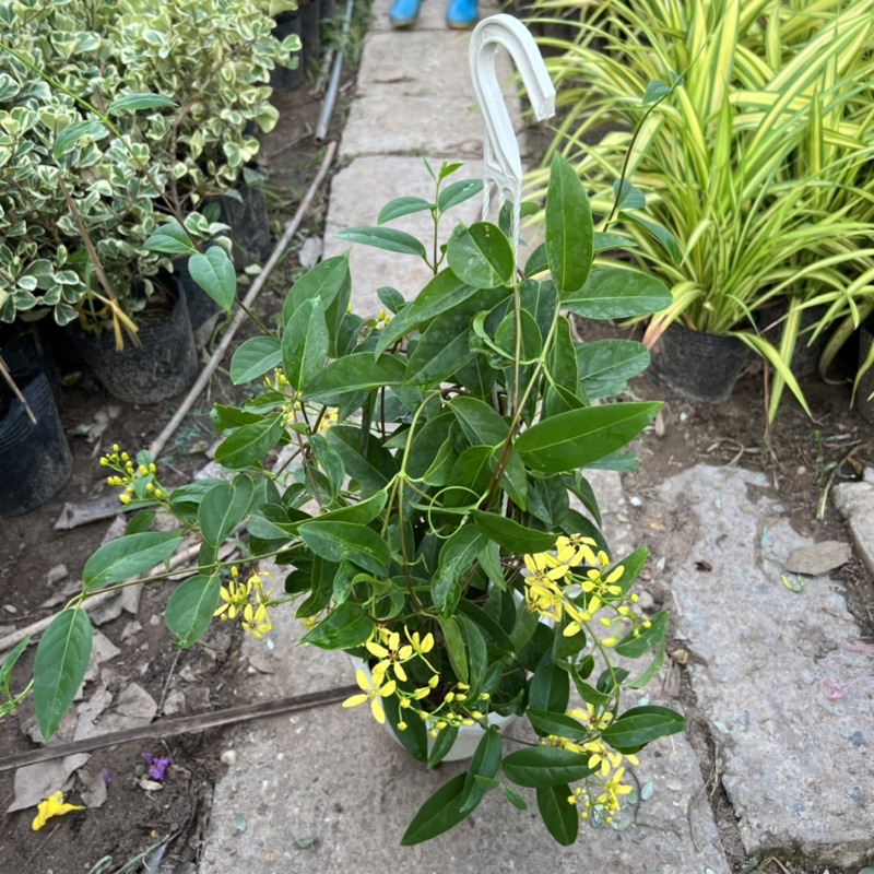 Chậu hoa mai hoàng yến treo nhánh dài 40-50cm, cây hoa leo giàn nở rực rỡ treo ban công và sân vườn