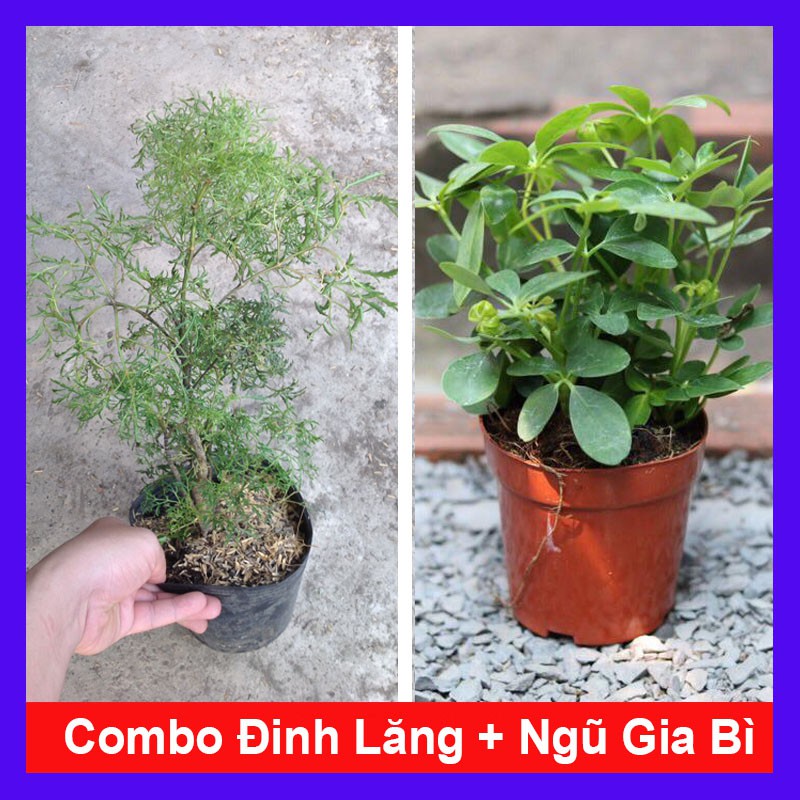 Combo 2 cây đinh lăng + cây ngũ gia bì + tặng phân bón cho cây