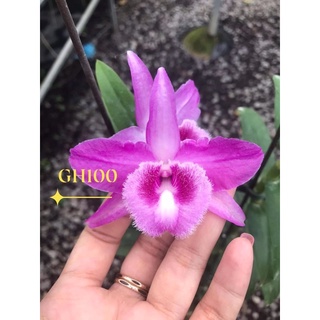 hoa lan giả hạc DL100
