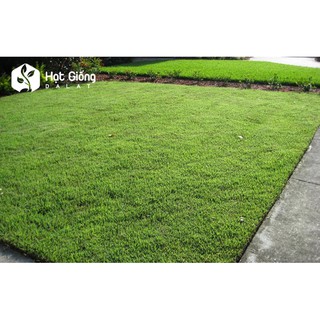10GR - HẠT GIỐNG CỎ NHUNG NHẬT