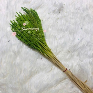 Bó Cỏ Lúa Mì Khô Nhuộm Màu Vintage Hoa Khô Cắm Trang Trí