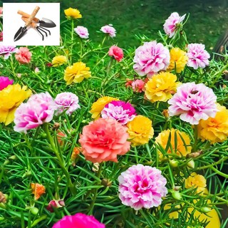 🌟200 HẠT GIỐNG HOA MƯỜI GIỜ KÉP NHIỀU MẦU🌟BÔNG TO CÁNH KÉP CỰC KỲ ĐẸP TRỒNG HOA TẾT