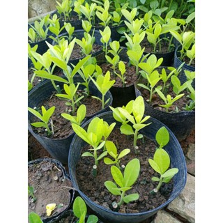 cây thạch anh giống(combo 15 khúc)