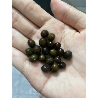 Hạt giống sen vua set 3 hạt