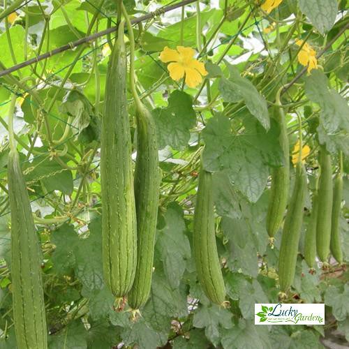 10 Hạt giống Mướp Hương  XTRA