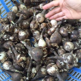 1 củ huệ mưa màu vàng. Củ to