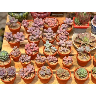 Chậu đất nung trồng sen siêu mini 3cm