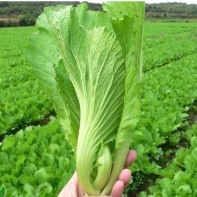 [GIÁ GỐC] Hạt giống rau Cải Bẹ Dưa - 10 gram