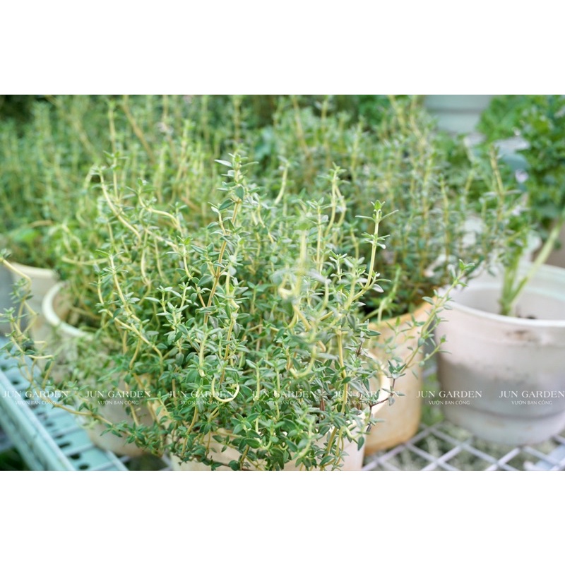Cây Xạ Hương Thyme JUN GARDEN