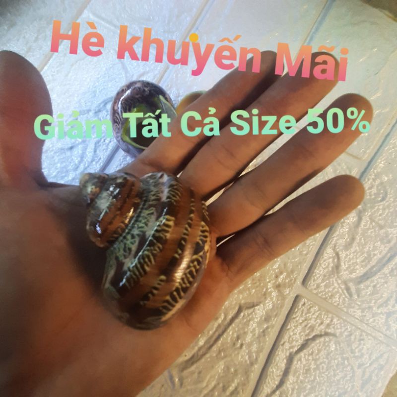 Vỏ Ốc Mượn Hồn Xà Cừ Đỏ [Phủ Bóng]