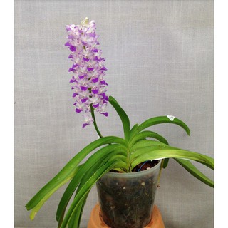 hoa lan Hải Yến 1 cây giống