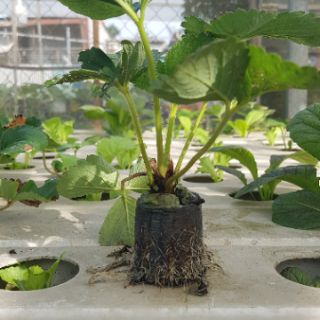 Bộ 100 viên nén xơ dừa ươm hạt