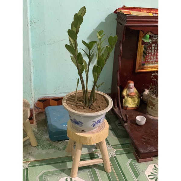 Đôn gỗ mini nguyên khối , Gỗ Tự Nhiên / Đường kính 19 ~ 22cm , cao 20cm