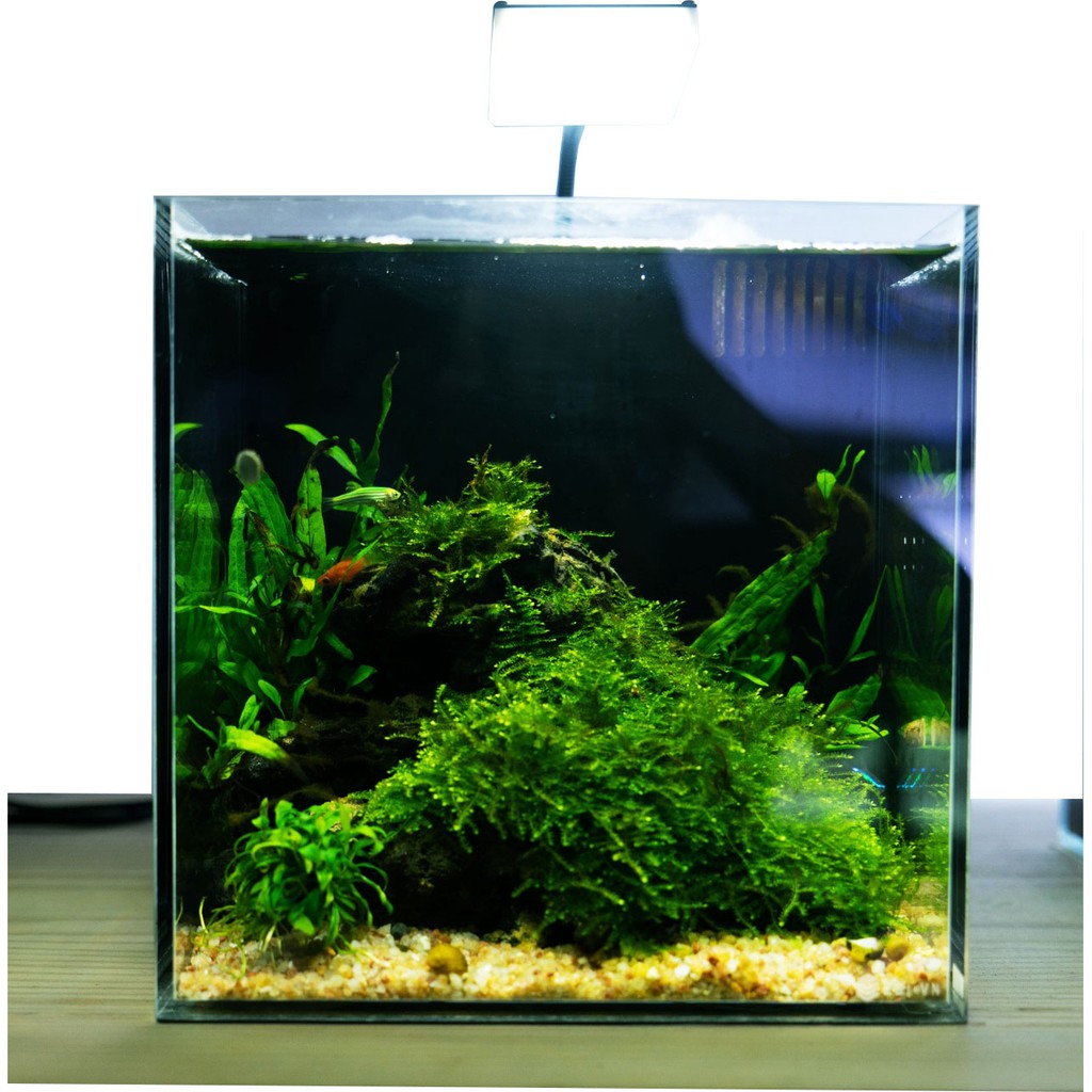 Bể Cubic Kính Full Siêu Trong 20*20*20 I 25x25x25 I 30x30x30.Ebivn