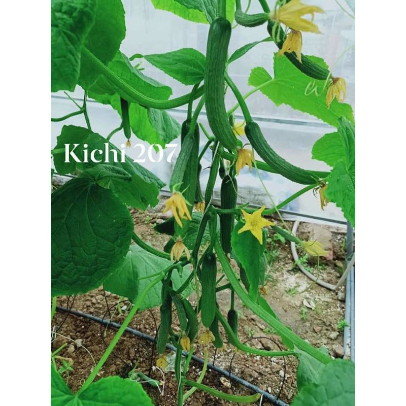 [Hạt giống Nhật]  Hạt dưa chuột-dưa leo chùm tự thụ phấn Kichi 207 (Gói 10 hạt) siêu quả, giòn, ngọt