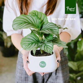 Chậu cây đuôi công táo xanh nhiệt đới tropical forest