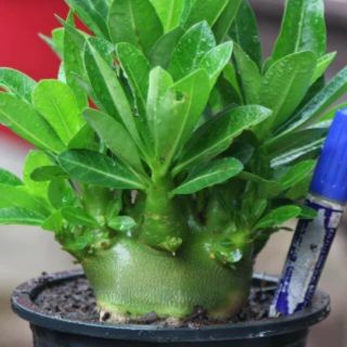 Gói 10 Hạt sứ thái Kim tự tháp