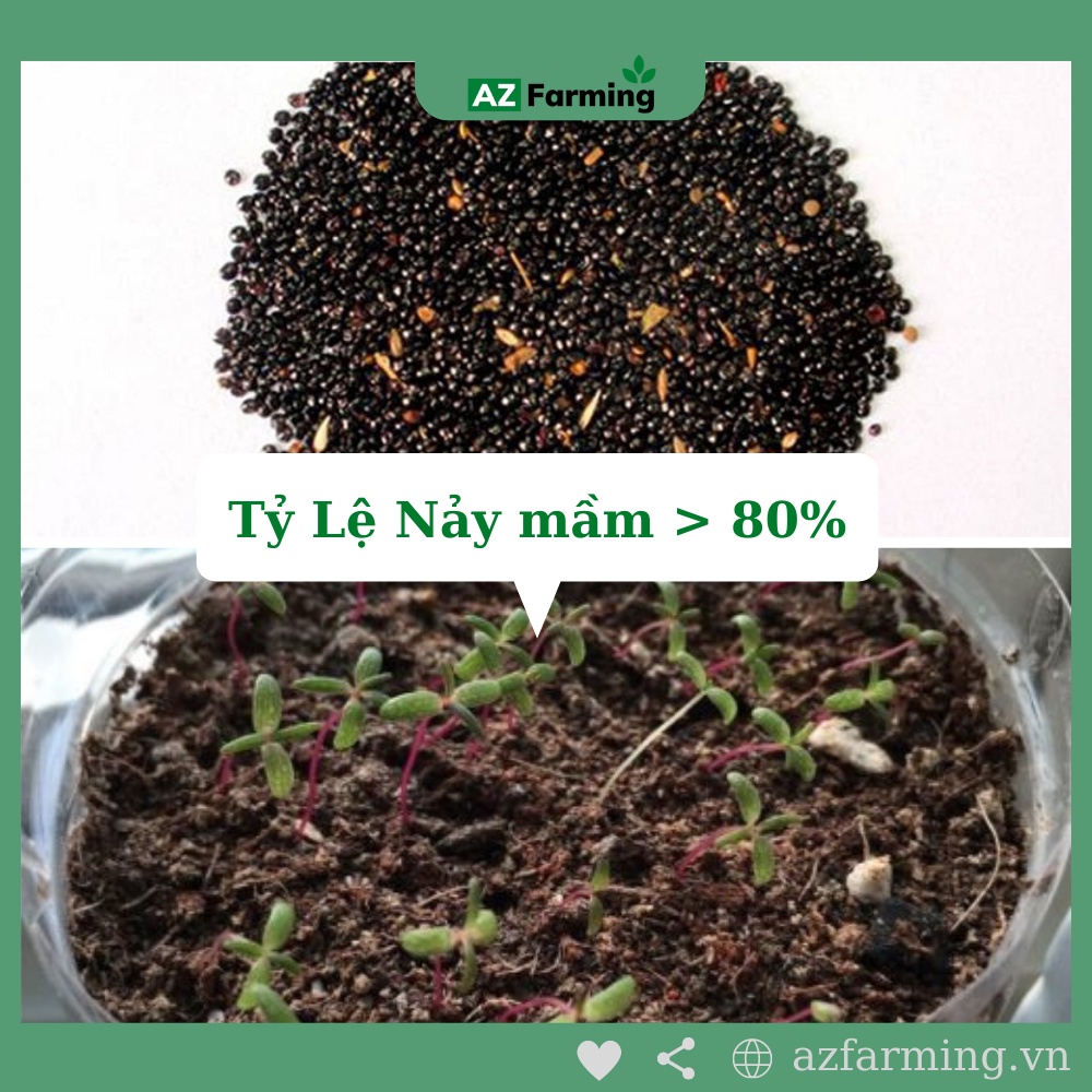 Hạt Giống Hoa Mào Gà Búa - Gói 300 Hạt - AZ Farming