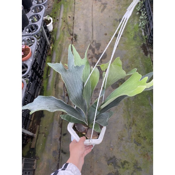 Chậu treo Ổ rồng - Platycerium alcicorne