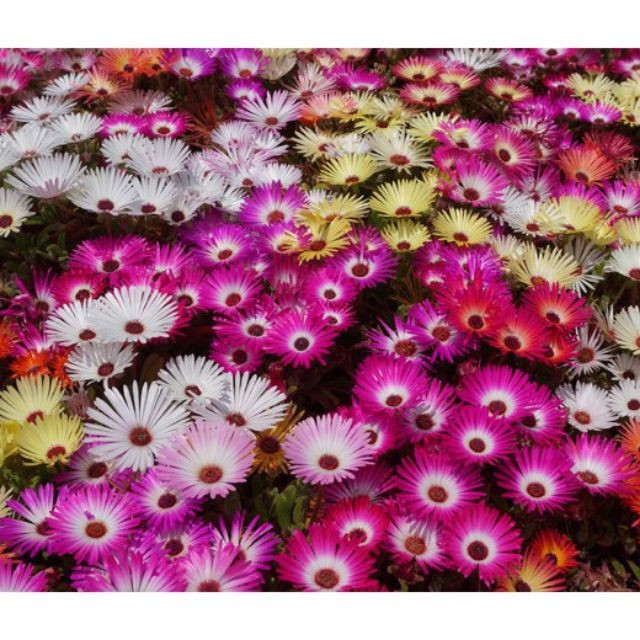 Gói 200 Hạt Giống Hoa Mười Giờ Châu Phi Nhiều Màu Mix luckyseed hạt siêu rẻ