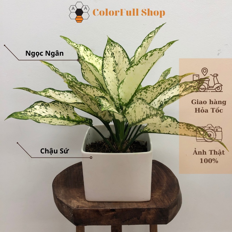Cây ngọc ngân , cây phong thủy mini để bàn, cây trồng trong nhà, trang trí nội thất văn phòng, GIÁ RẺ