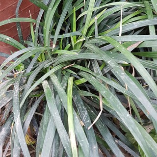 🌿Bầu giống mạch môn vừa làm thuốc vừa làm cảnh