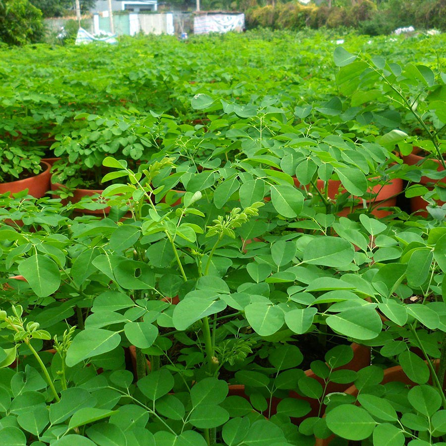 Hạt giống cây chùm ngây 🍀 dinh dưỡng cực cao 🍀 cực dễ trồng