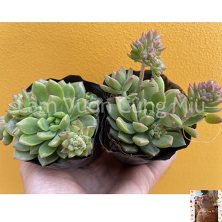 Sen Đá Mặt Trời 🌞🌞🌞 - Size Bầu