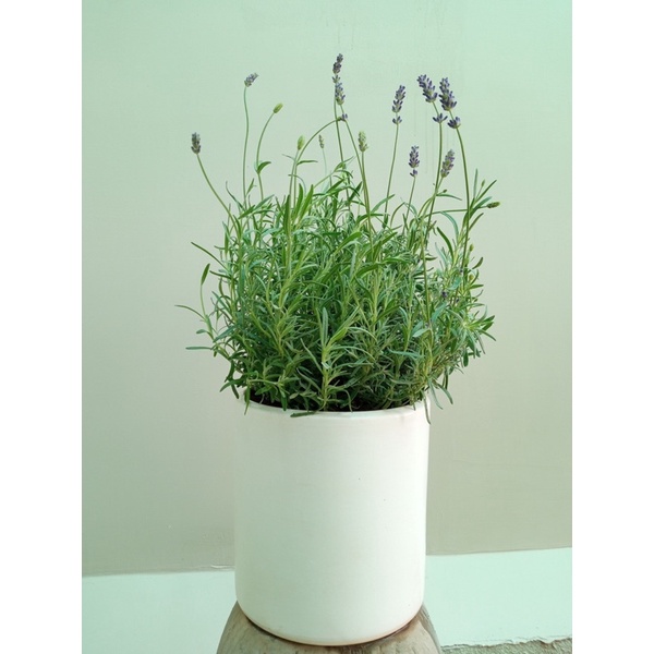 Lavender costa - cây hoa oải hương tím và hướng dẫn cách chăm tại Jun Garden