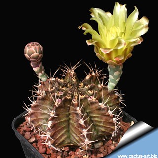 Xương rồng Gymnocalycium Mihanovichii
