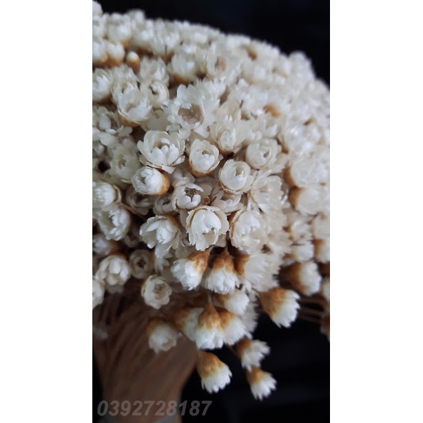 GLIXIA trắng, dài loại 1