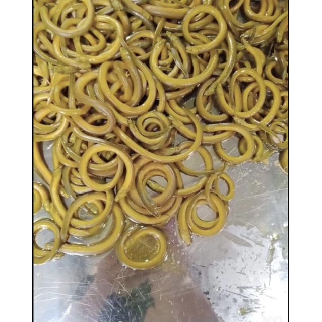 500gr Lươn đồng làm sẵn lọc thịt - Tặng kèm nước cốt xương lươn