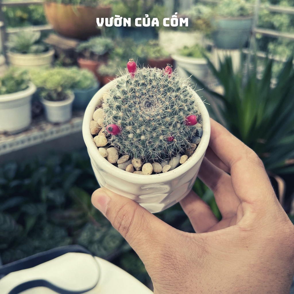 Xương rồng bánh sinh nhật để bàn Size nhỏ kèm chậu sứ trắng kíck thước 10 x 7 cm . tặng kèm túi sỏi nhỏ trang trí .