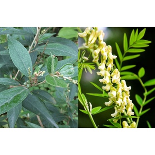 cây khổ sâm cho lá (Khổ sâm Bắc Bộ, Cây cù đèn)- cây giống