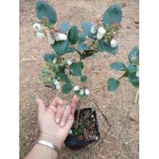 Cây việt quất tứ quý