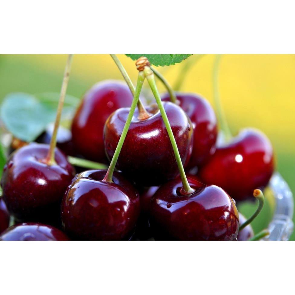 cherry đỏ(anh đào) mỹ, dòng chịu nhiệt 15k 1 gói hạt giống/10 hạt + Tặng 01 cây dâu da đất( bòn bon)