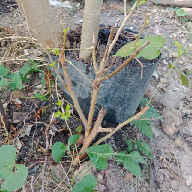 Cây dâu tằm giống