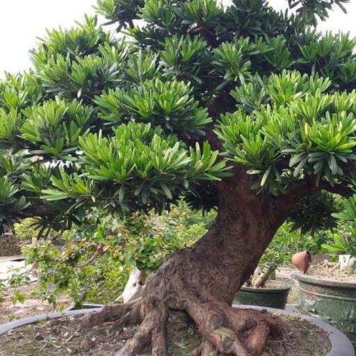 GIỐNG CÂY TÙNG LA HÁN