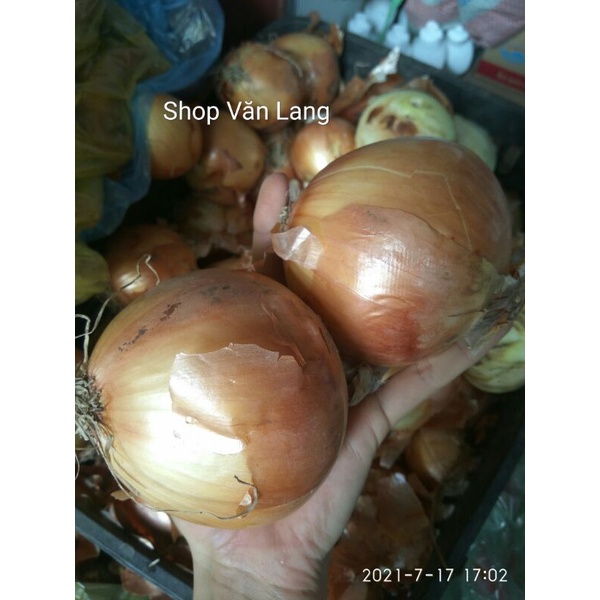 Hành tây tươi ngon ngọt loại 1 túi 1 kg - ship Hà Nội