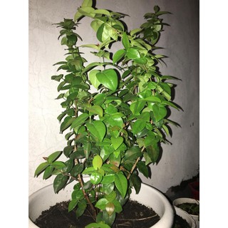 hạt giống cherry mỹ f1