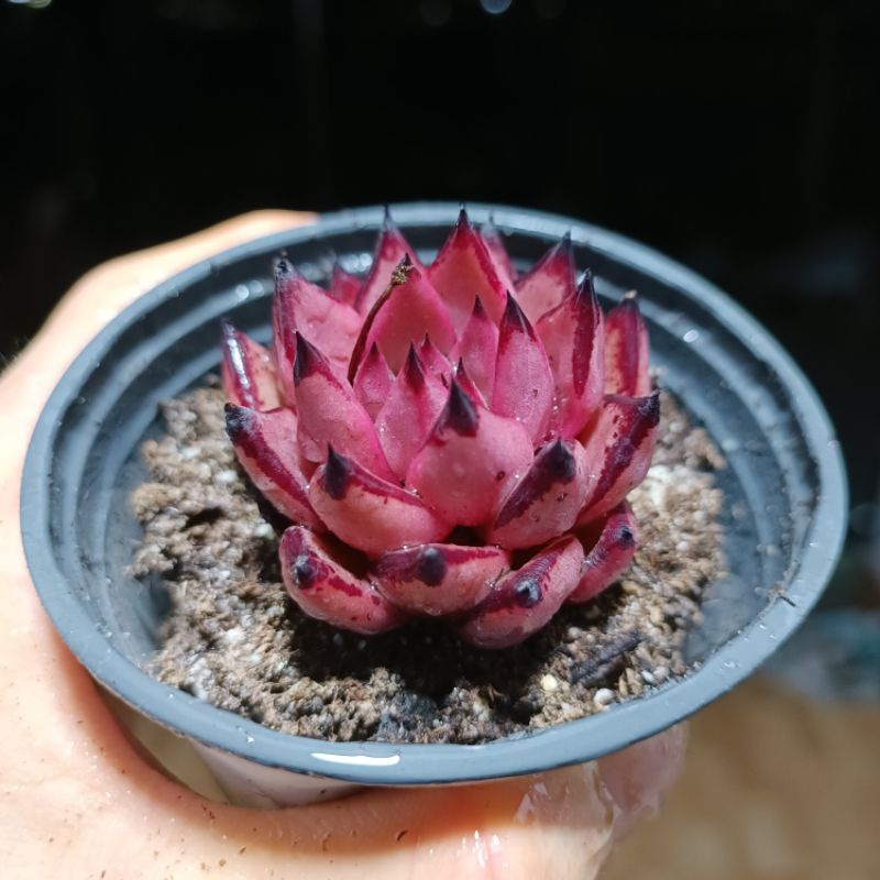 (Sale 50%) Sen đá đế hồng viền đỏ rất đẹp.