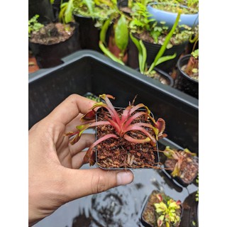 Cây bẫy kẹp red shar