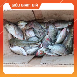 [Combo] R [cám D3]Mồi Câu Cá D3 siêu nhạy,cá tra, trê, rô phi-cám câu cá [Giá rẻ]