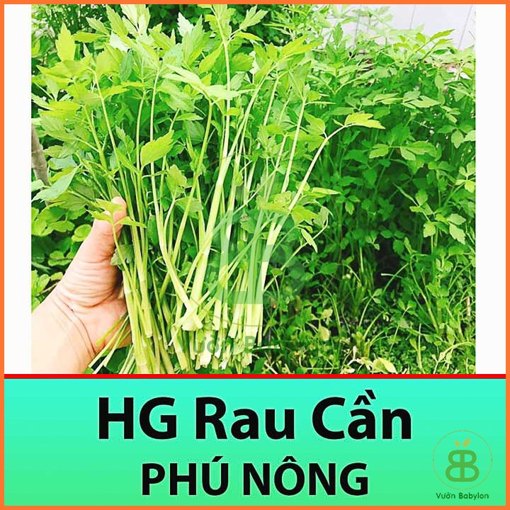 Hạt Giống Rau Cần Xanh Chịu Nhiệt 5Gr