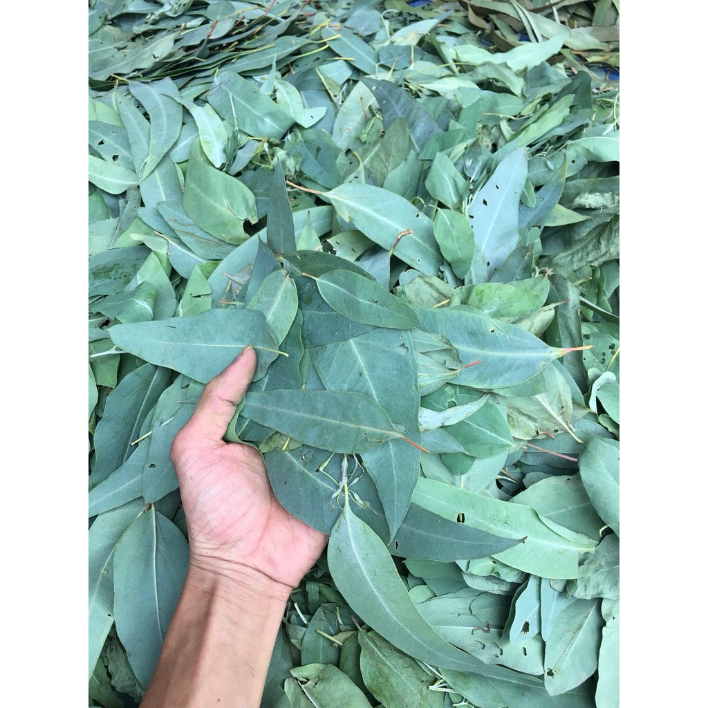 Bột lá khuynh diệp nguyên chất 1Kg