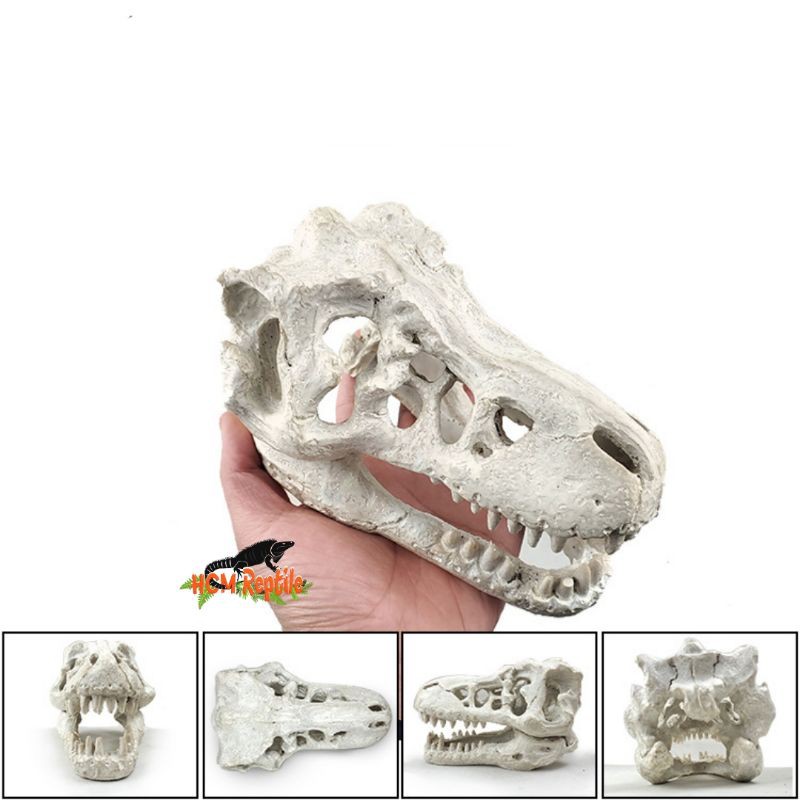 Sọ khủng long T-Rex (2 kích thước)
