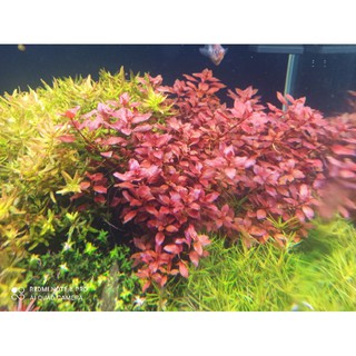 Tân đế tài hồng lá nước siêu đỏ 20k/10 ngọn