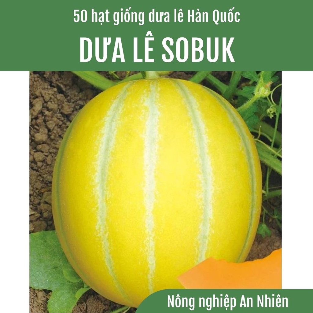 50 Hạt giống Dưa lê Hàn Quốc SOBUK lai F1 quả tròn ruột cam