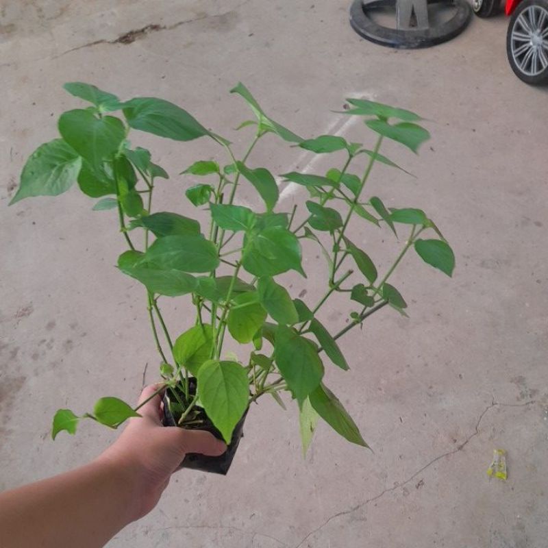 Bù ngót nhật. 10 cây