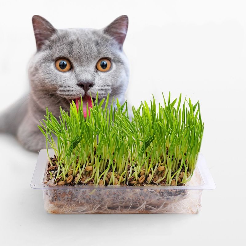 Cỏ cho mèo hỗ trợ tiêu hóa, tiêu lông giảm stress 2 loại sử dụng đất và không sửu dụng đất